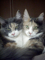 Danas et Diva
