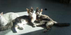 Diva et Danas