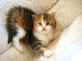 Une chatonne de Diva