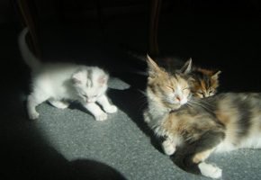 Diva et ses chatons